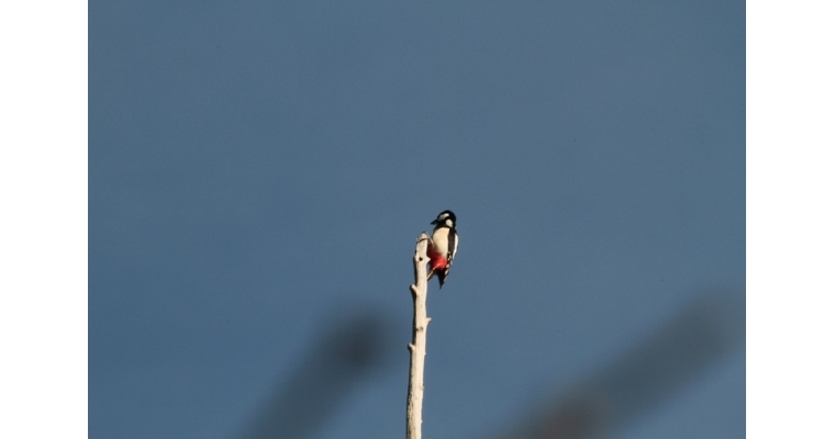 crédit photos Michel MOUGEOT oiseaux vus  à Gerbépal….